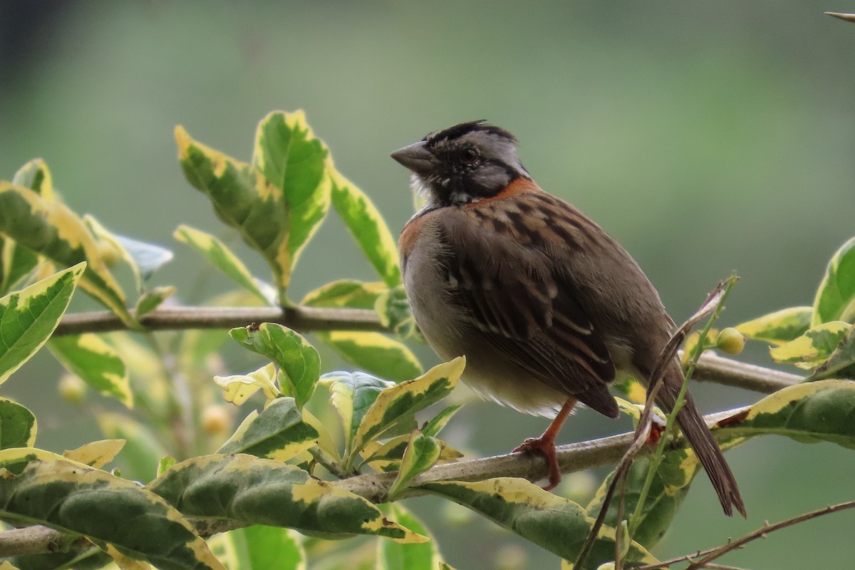 rustkragespurv - ML646767509