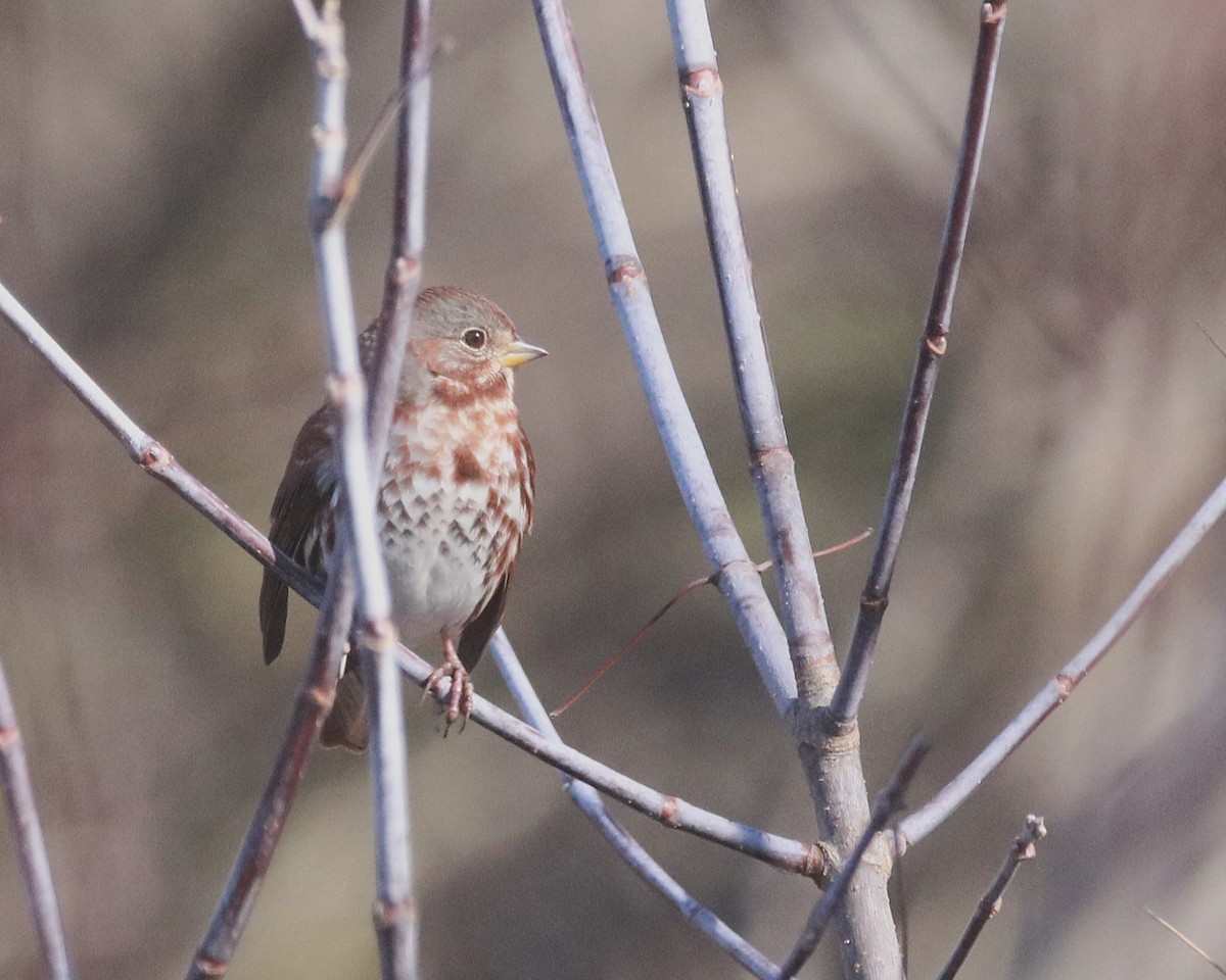 Bruant fauve - ML646767512