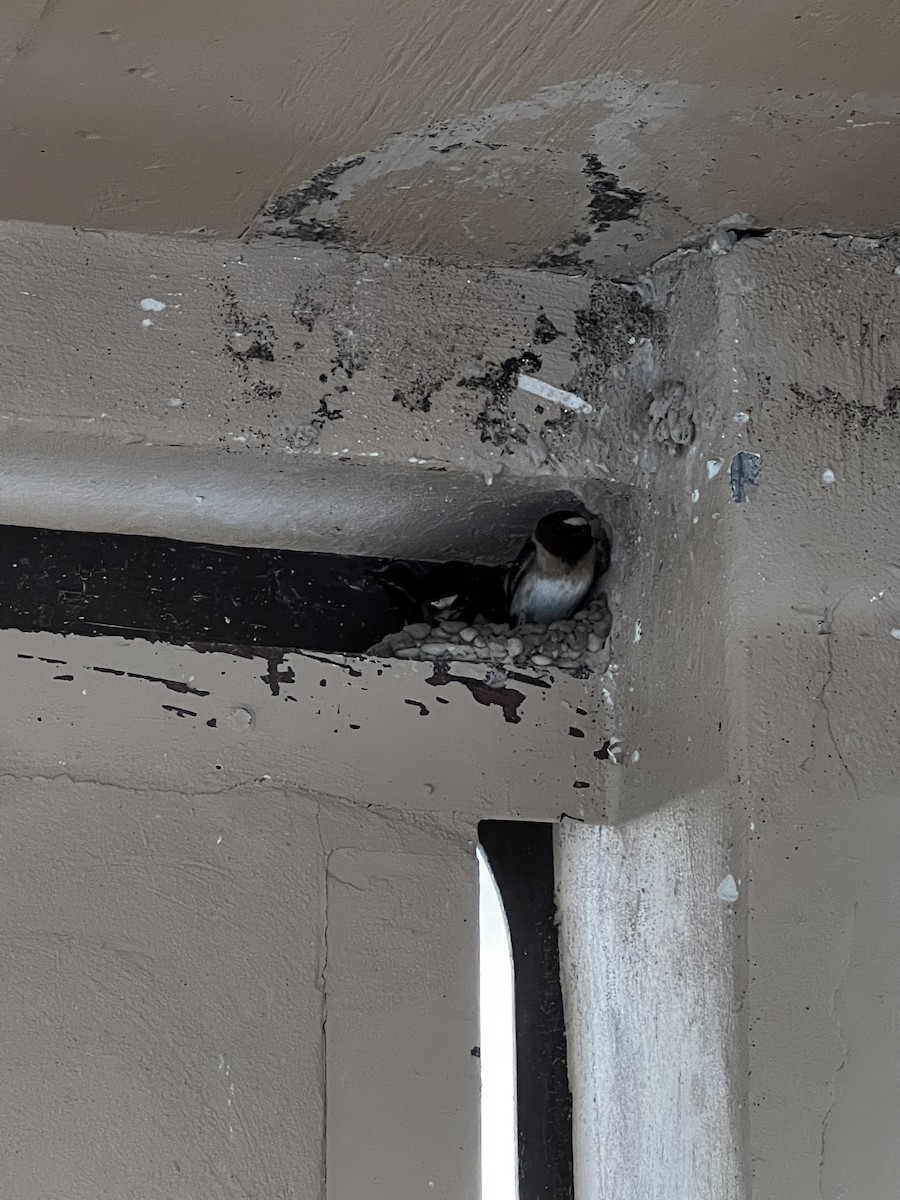 סנונית אמריקנית - ML646767513