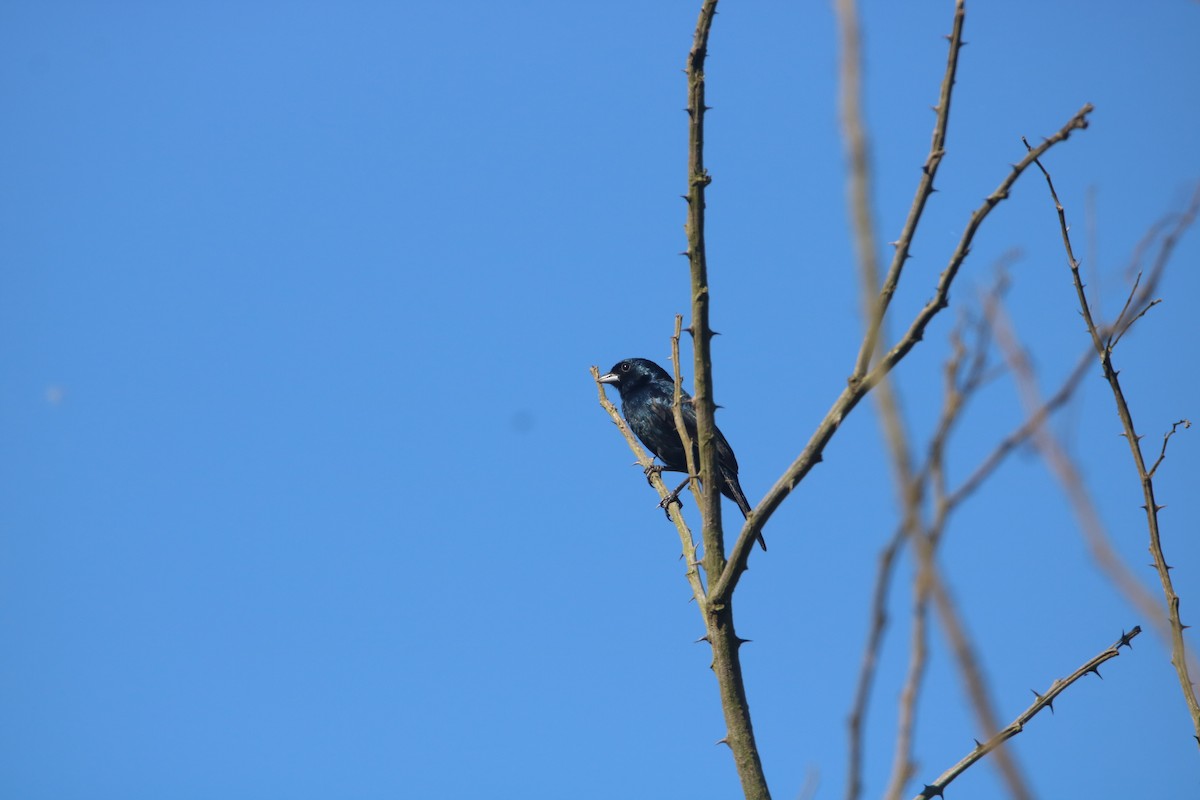 Blue-black Grassquit - ML646767514