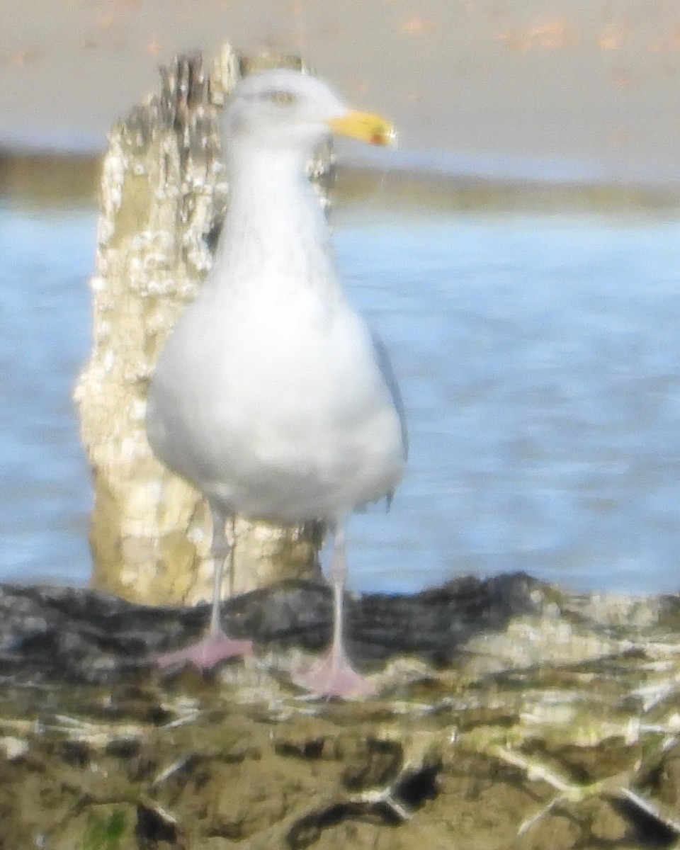 アメリカセグロカモメ - ML646767515