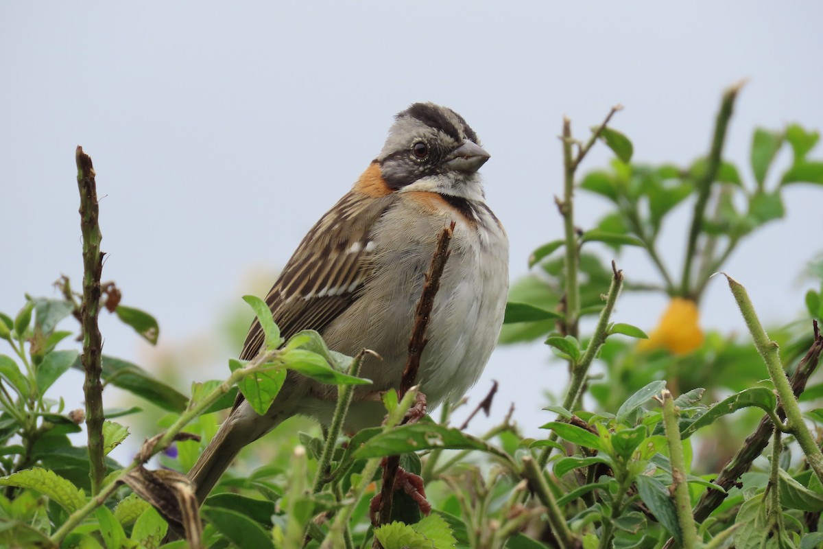 rustkragespurv - ML646767516