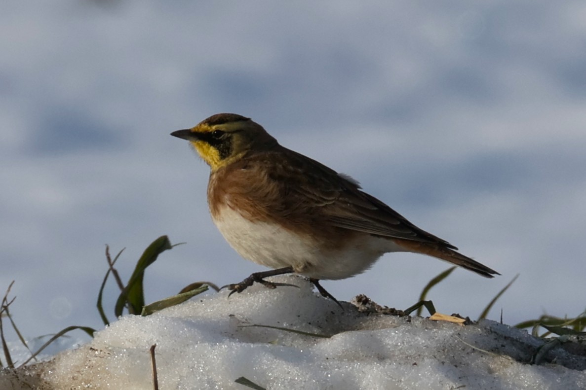 Horned Lark - ML646767523