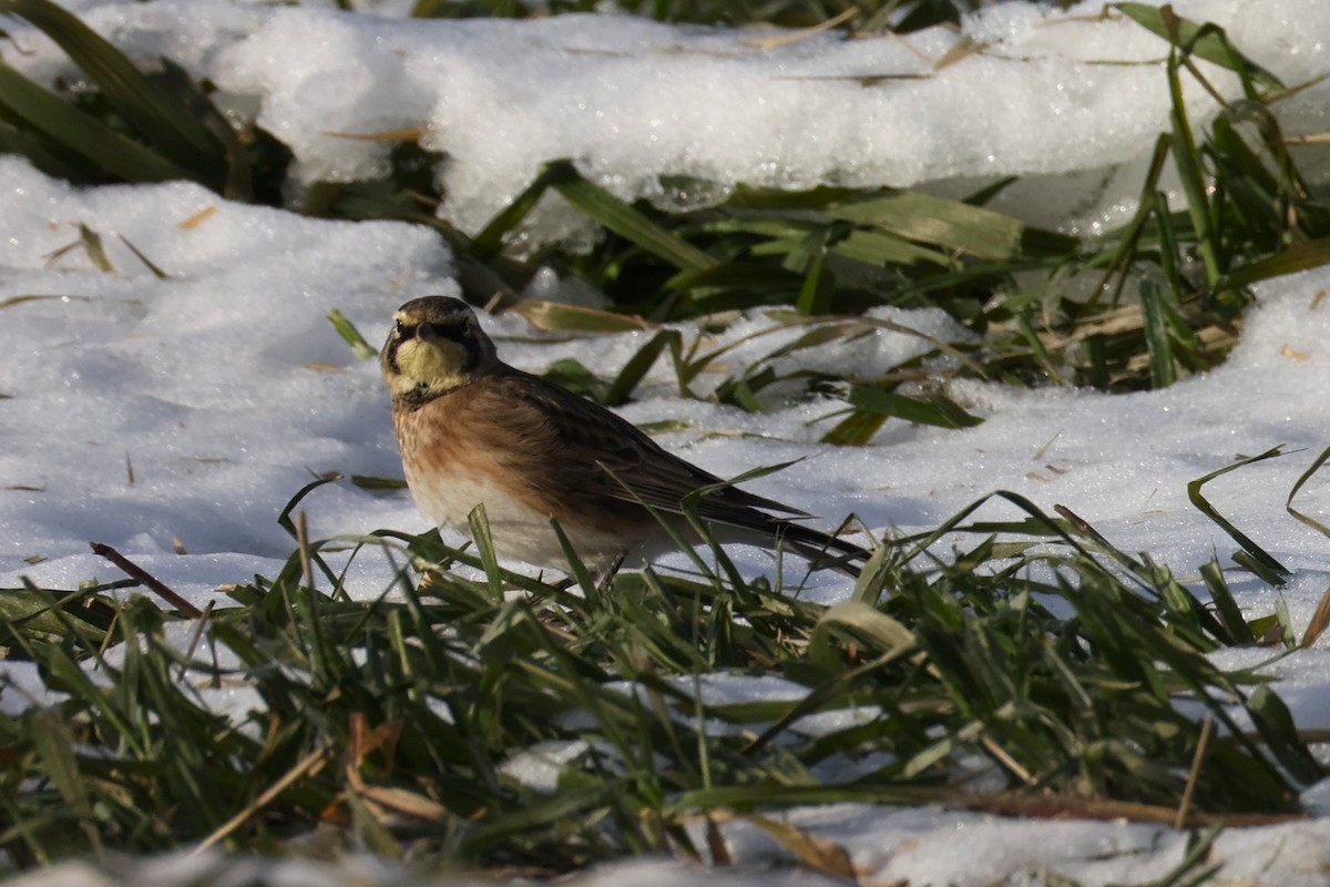 Horned Lark - ML646767524