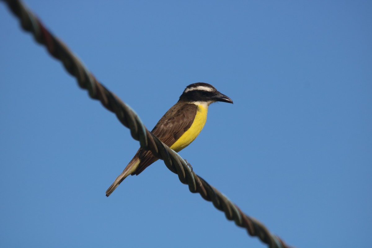 Boat-billed Flycatcher (South American) - ML646767525