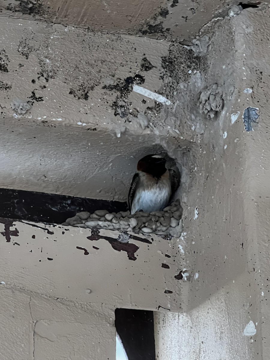 סנונית אמריקנית - ML646767526