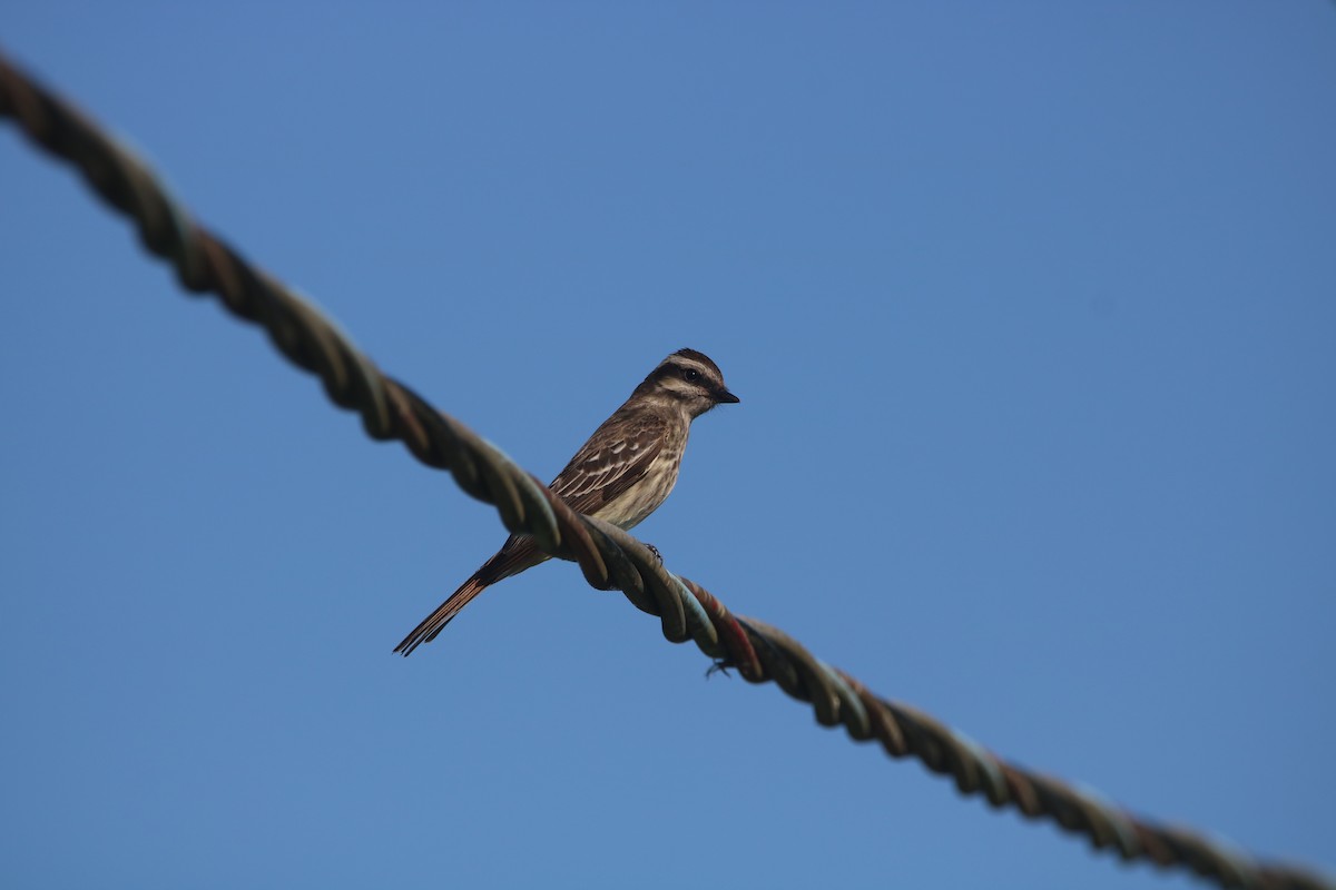Variegated Flycatcher - ML646767527
