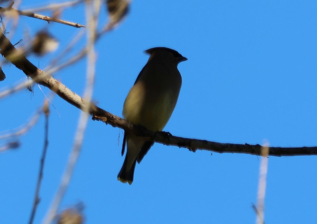 Cedar Waxwing - ML646767528