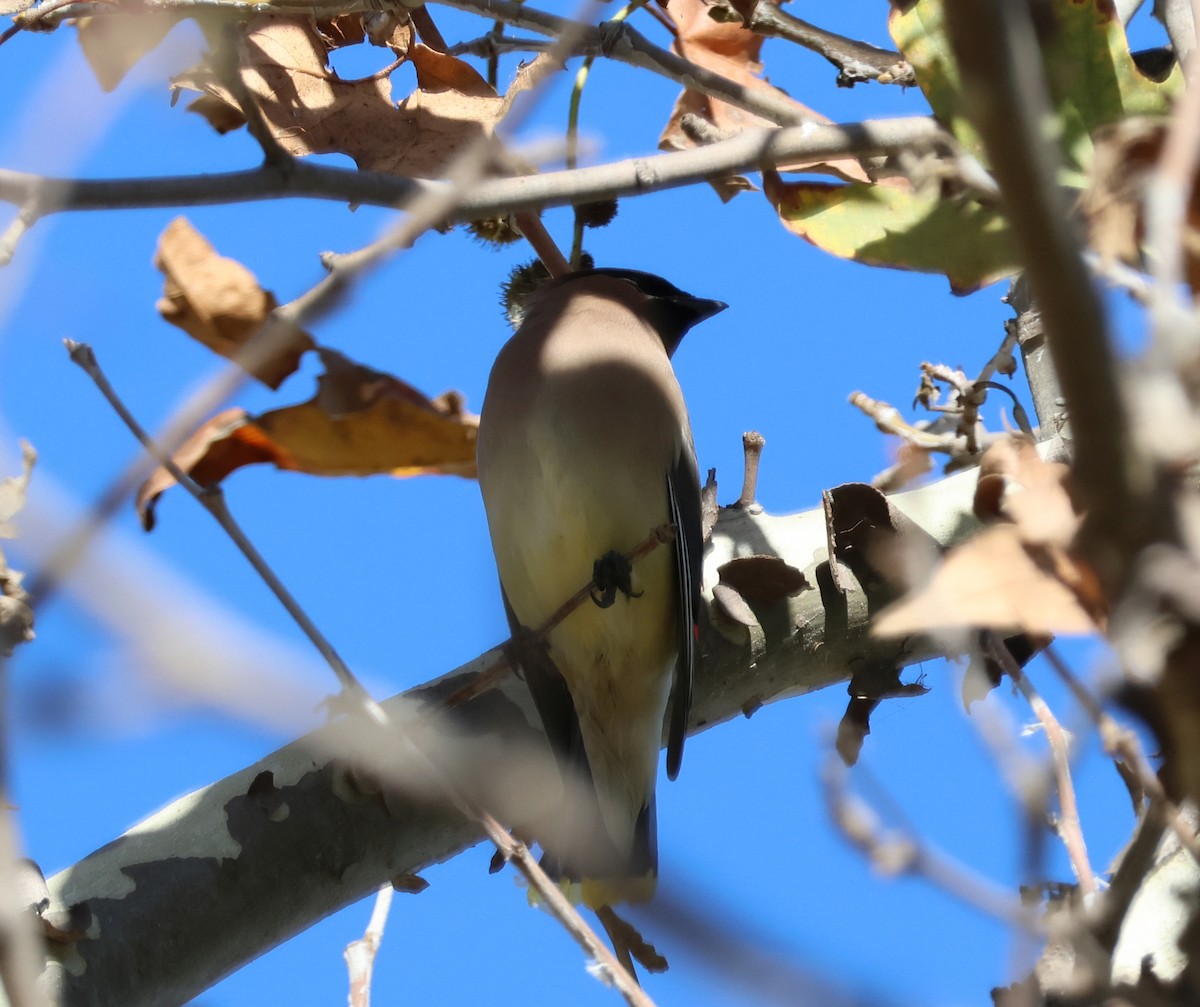 Cedar Waxwing - ML646767529