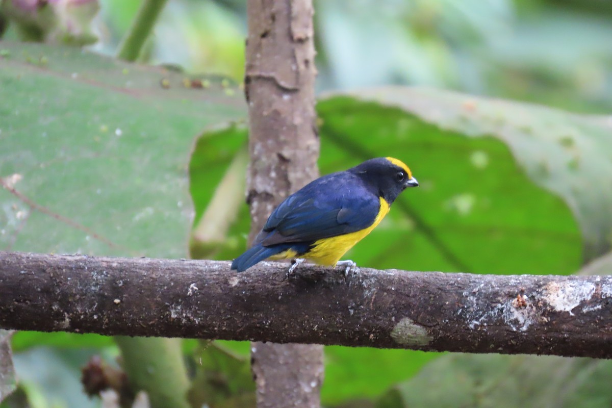 gyllenbukeufonia - ML646767531