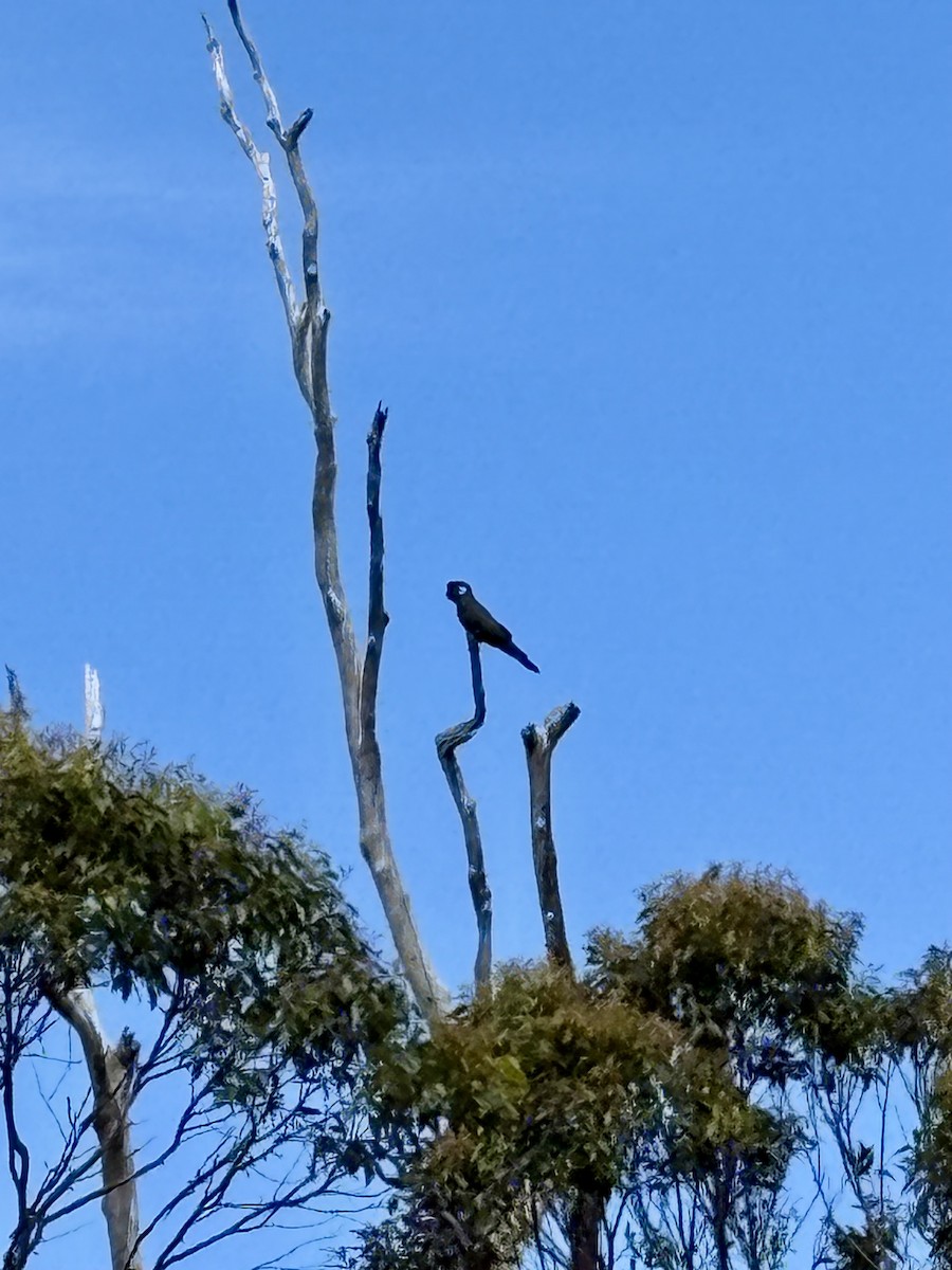 Weißschwanz-Rabenkakadu - ML646767540