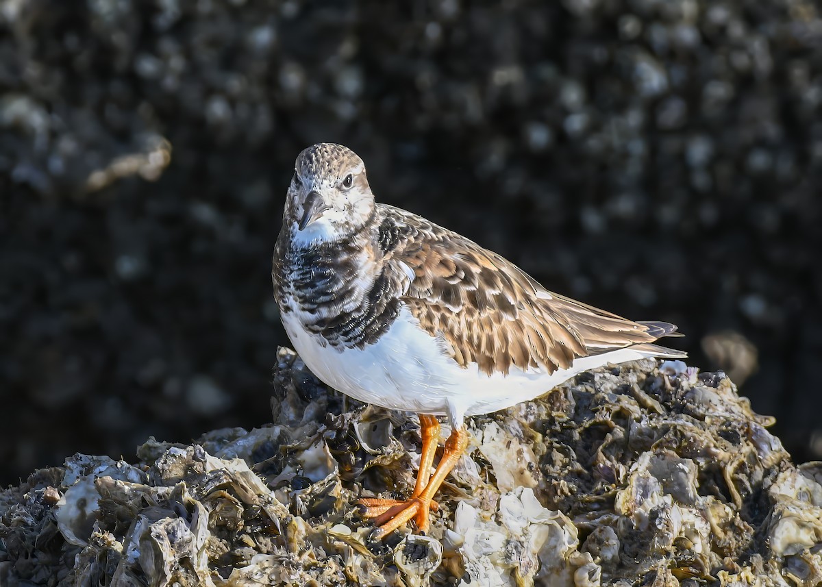 Алаг хайргач - ML646767542