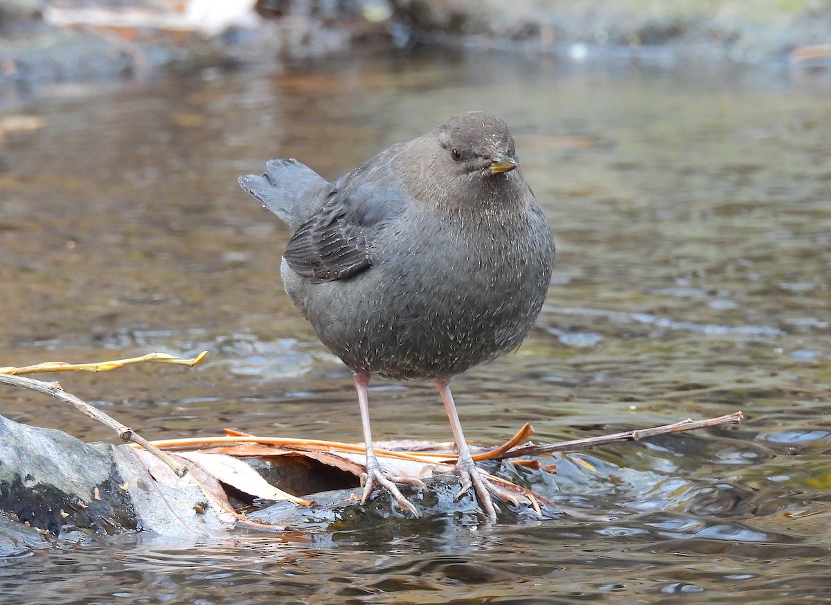 Ur-zozo iparramerikarra - ML646767548