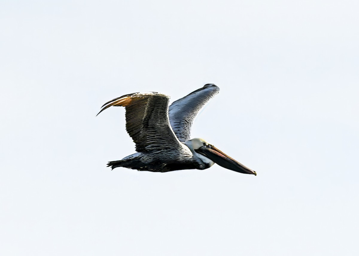 Brown Pelican - ML646767550