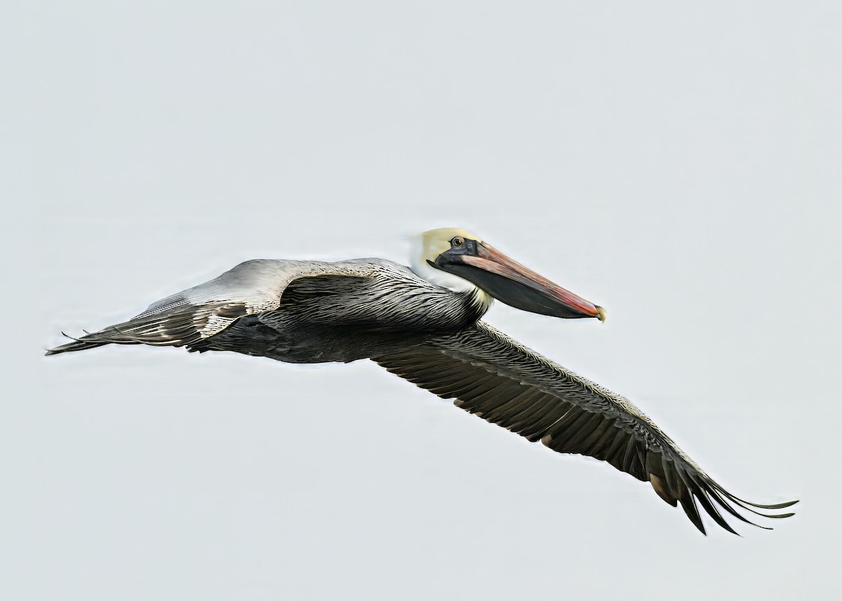 Brown Pelican - ML646767551