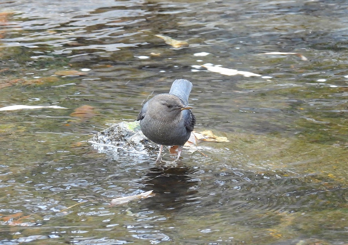 Ur-zozo iparramerikarra - ML646767552