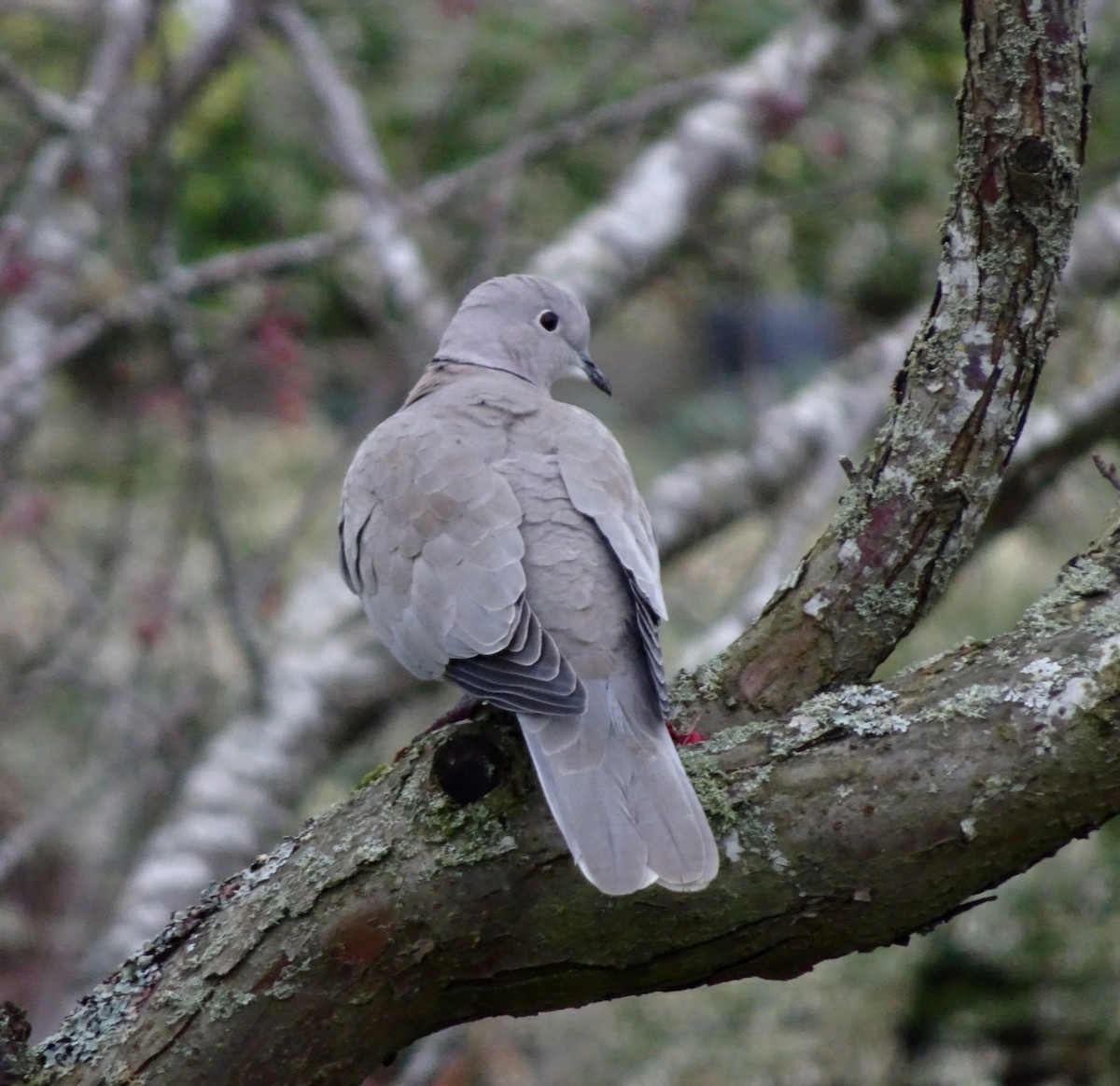 hrdlička zahradní - ML646767553