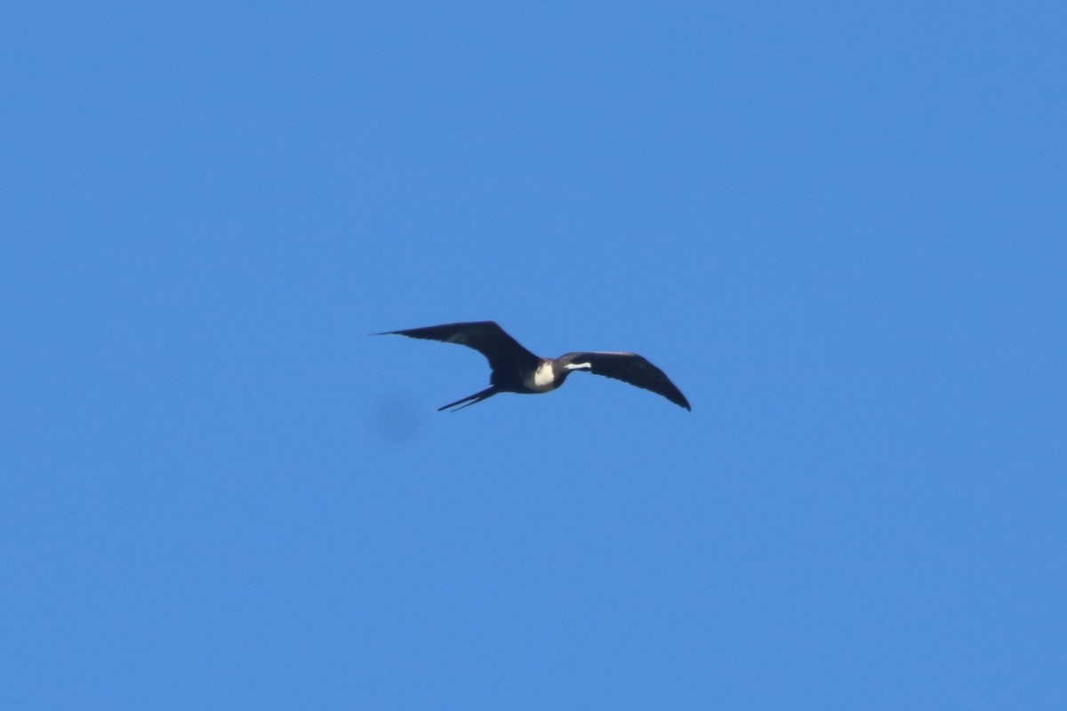 Magnificent Frigatebird - ML646767554