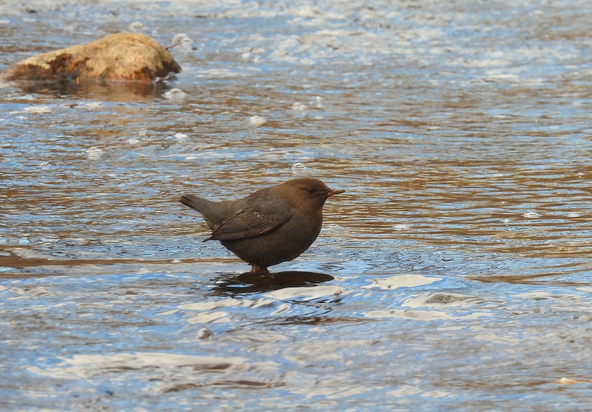 Ur-zozo iparramerikarra - ML646767555