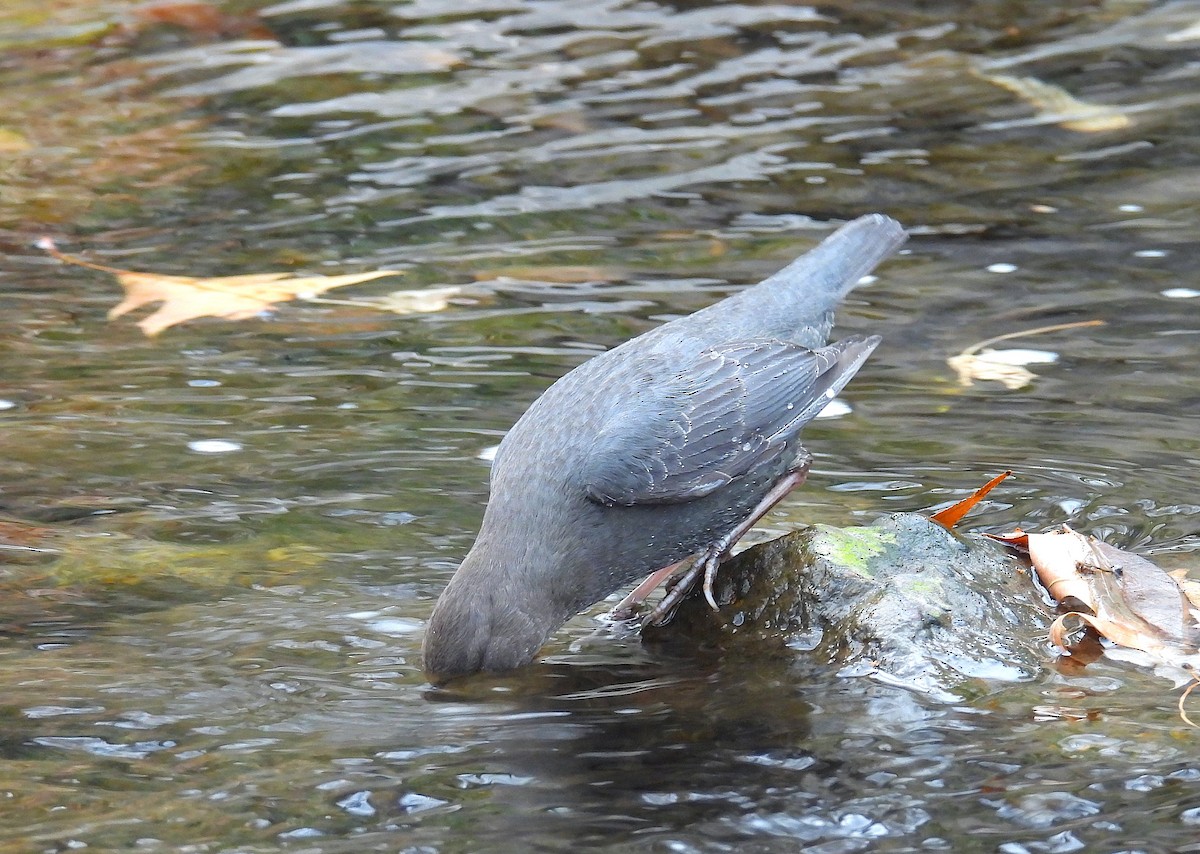 Ur-zozo iparramerikarra - ML646767558