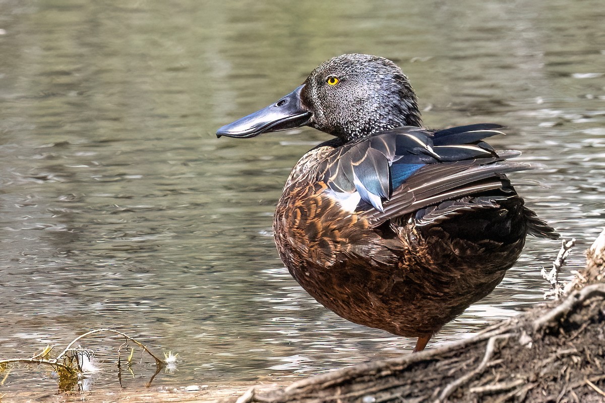 ミカヅキハシビロガモ - ML646767559