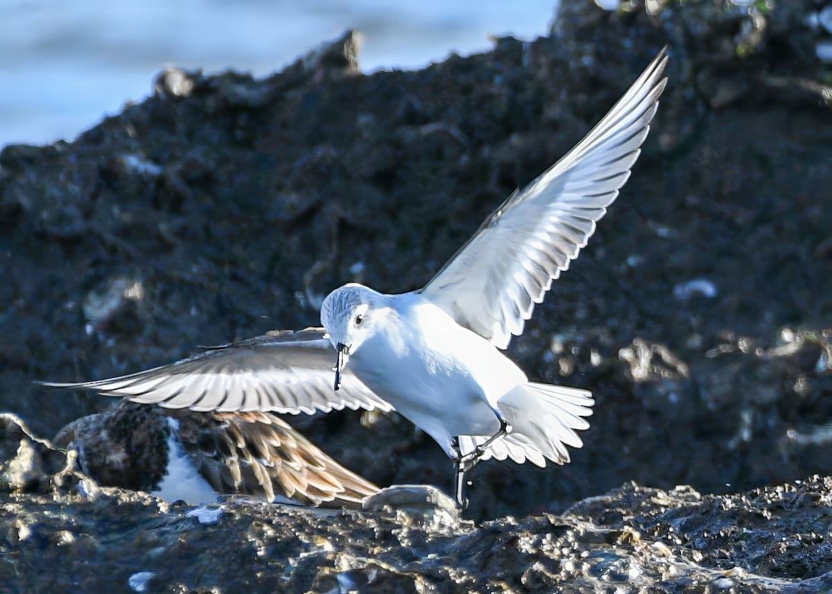 Гурвалж элсэг - ML646767560