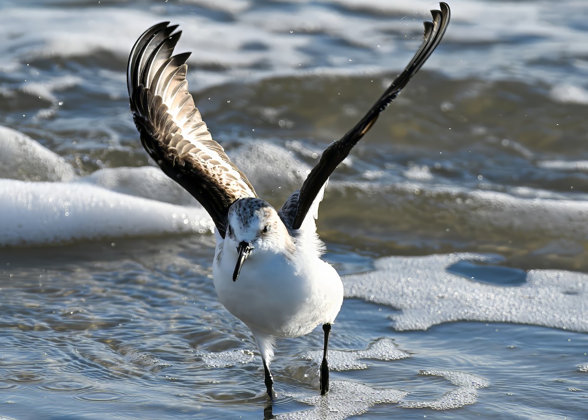 Гурвалж элсэг - ML646767561