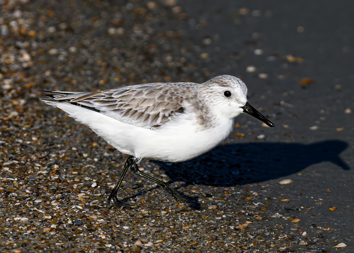 Гурвалж элсэг - ML646767562