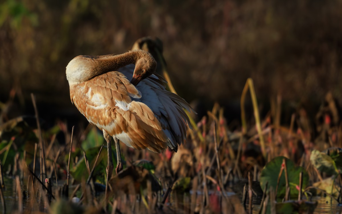 Siberian Crane - ML646767563