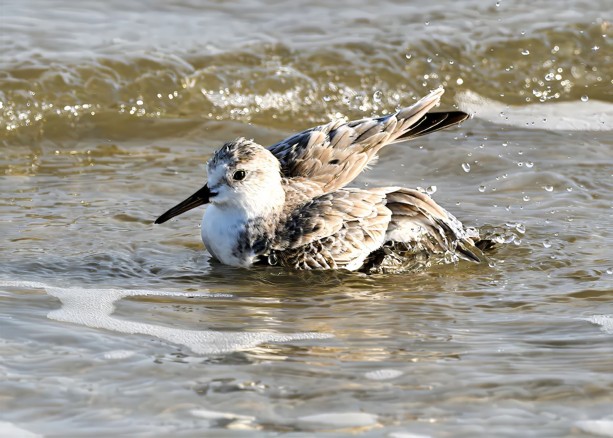 Гурвалж элсэг - ML646767564