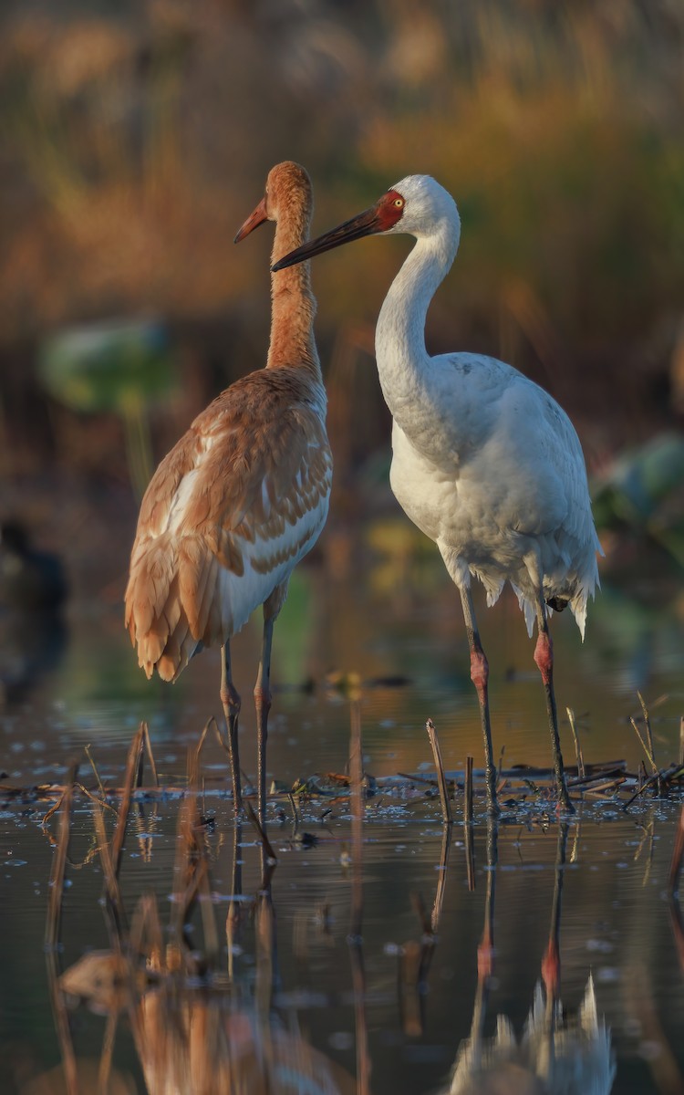 Siberian Crane - ML646767565