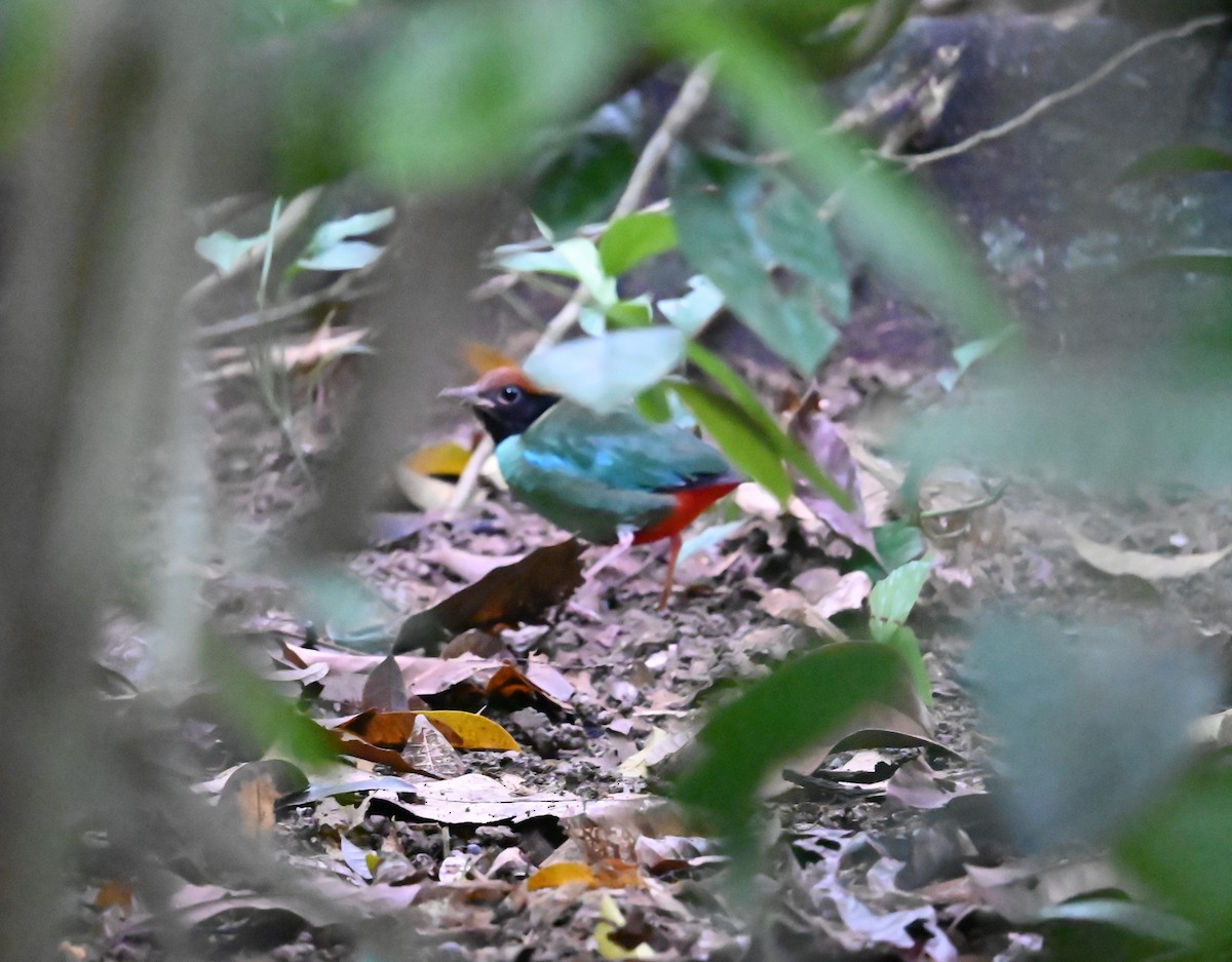 Western Hooded Pitta - ML646767566