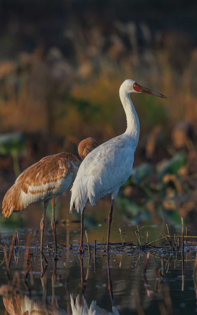 Siberian Crane - ML646767567
