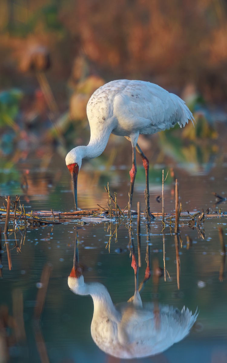 Siberian Crane - ML646767568