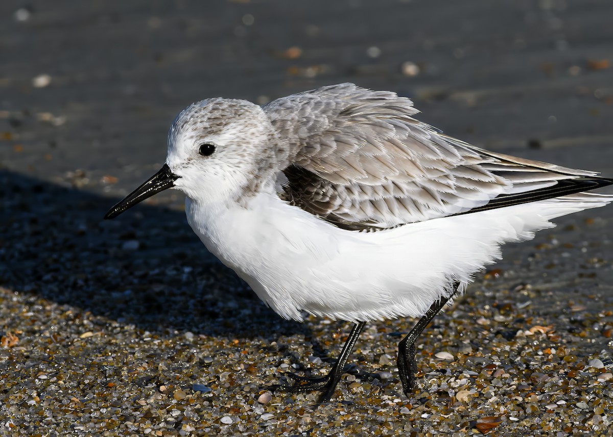 Гурвалж элсэг - ML646767569