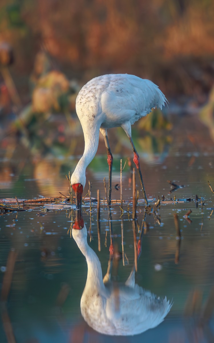 Siberian Crane - ML646767570