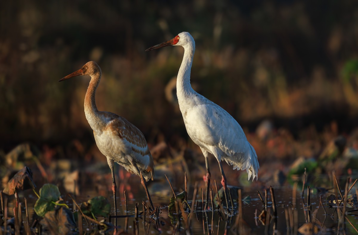 Siberian Crane - ML646767571