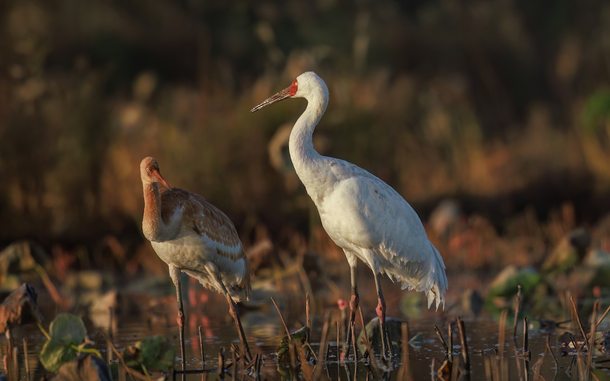 Siberian Crane - ML646767572