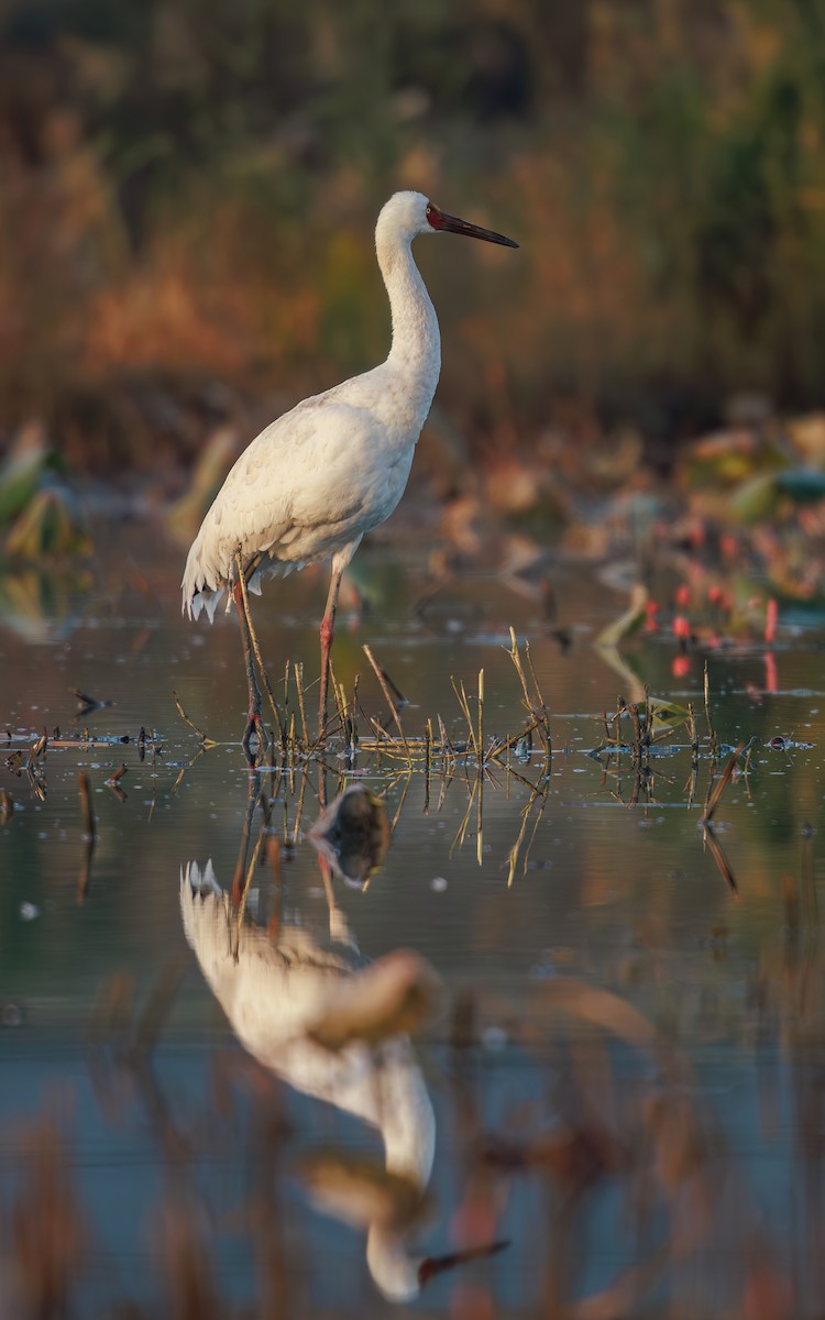 Siberian Crane - ML646767573