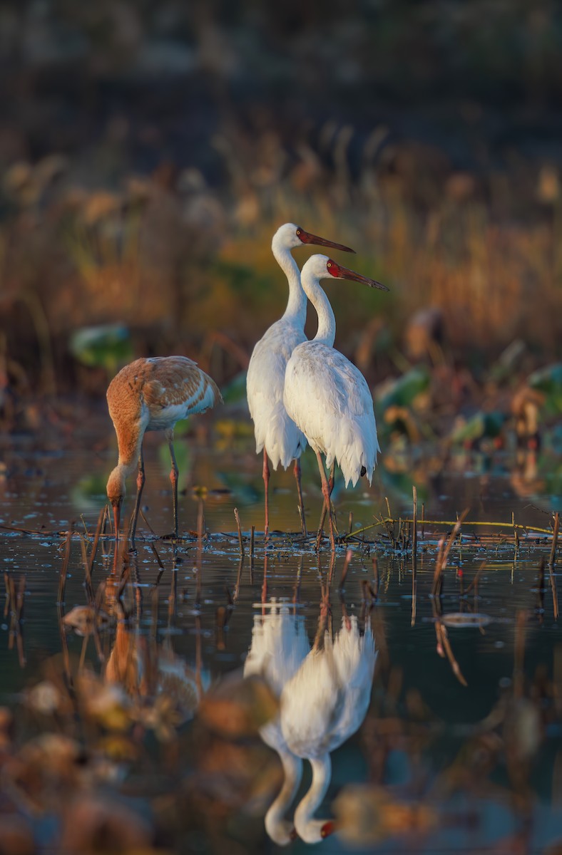 Siberian Crane - ML646767574