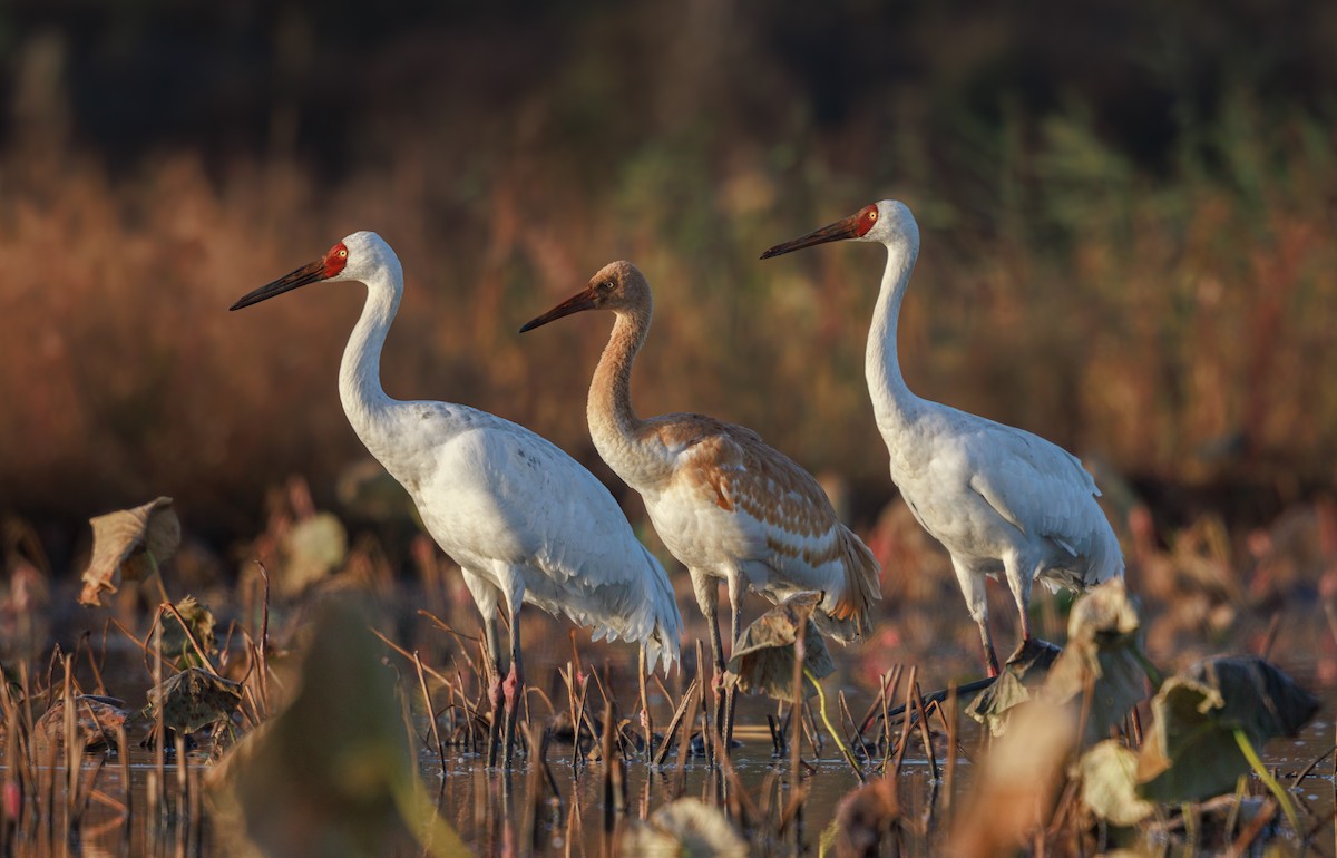 Siberian Crane - ML646767575