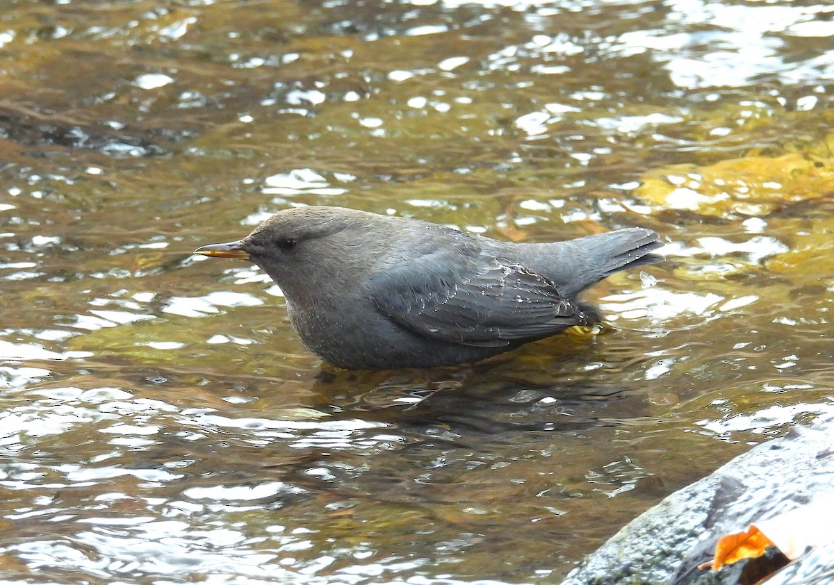 Ur-zozo iparramerikarra - ML646767576