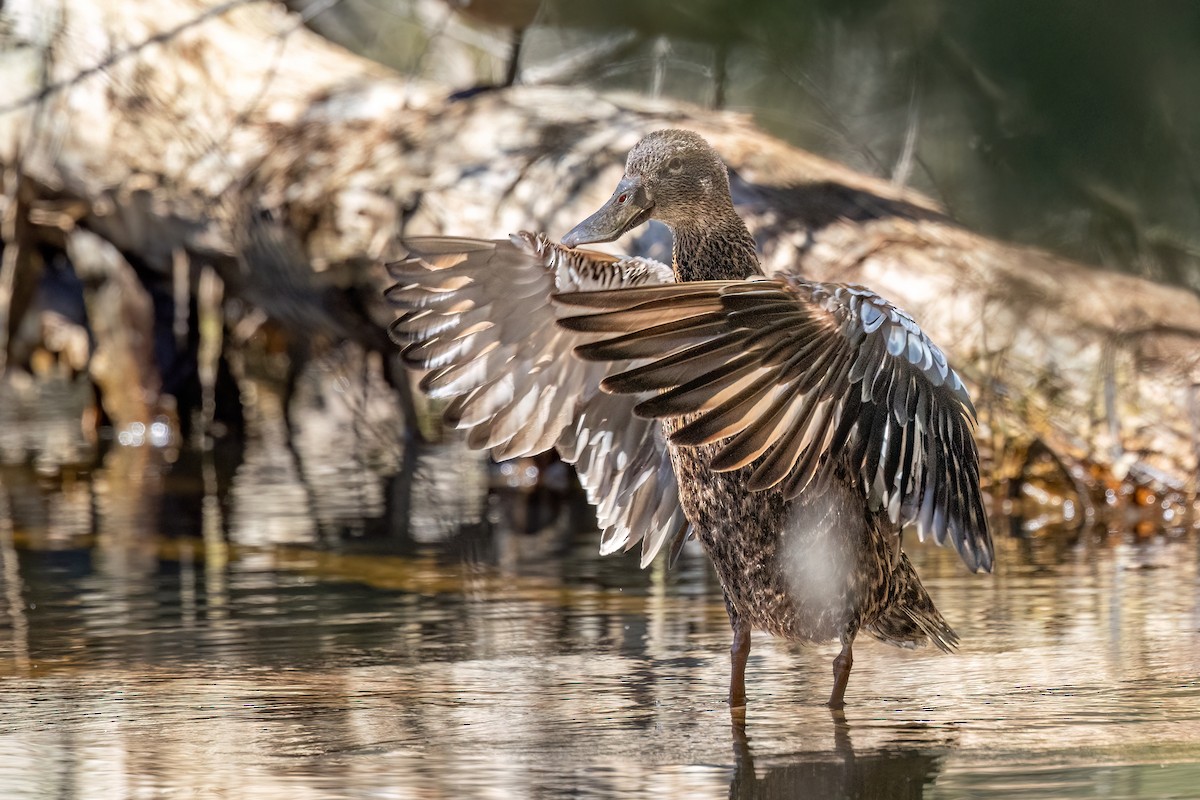 ミカヅキハシビロガモ - ML646767577