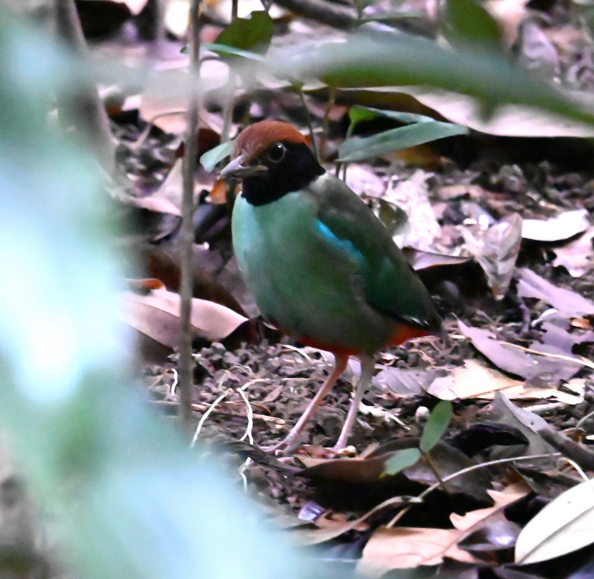 Western Hooded Pitta - ML646767580