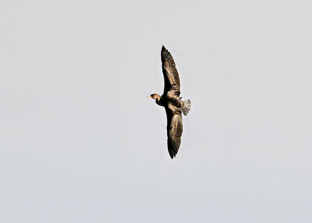 Double-crested Cormorant - ML646767582