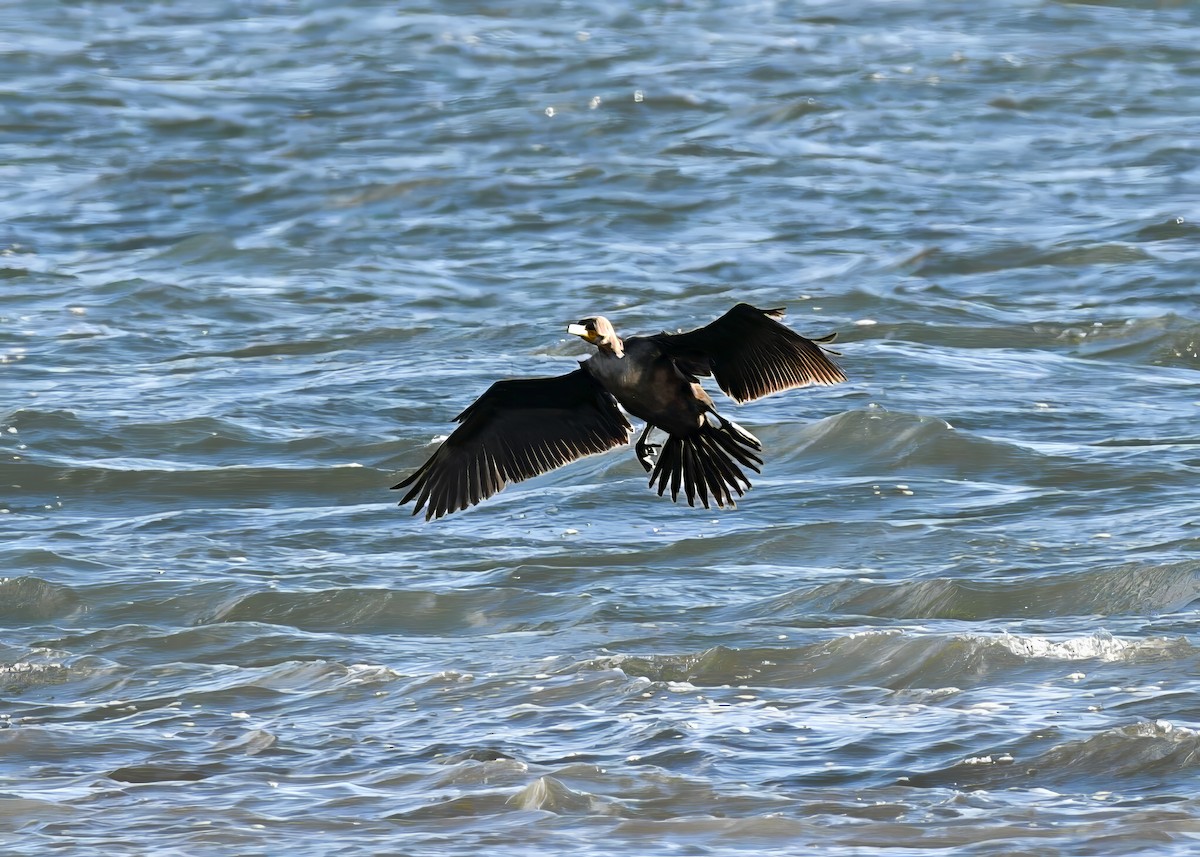 Double-crested Cormorant - ML646767583