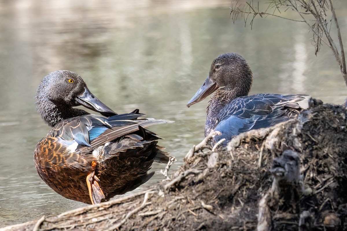ミカヅキハシビロガモ - ML646767584