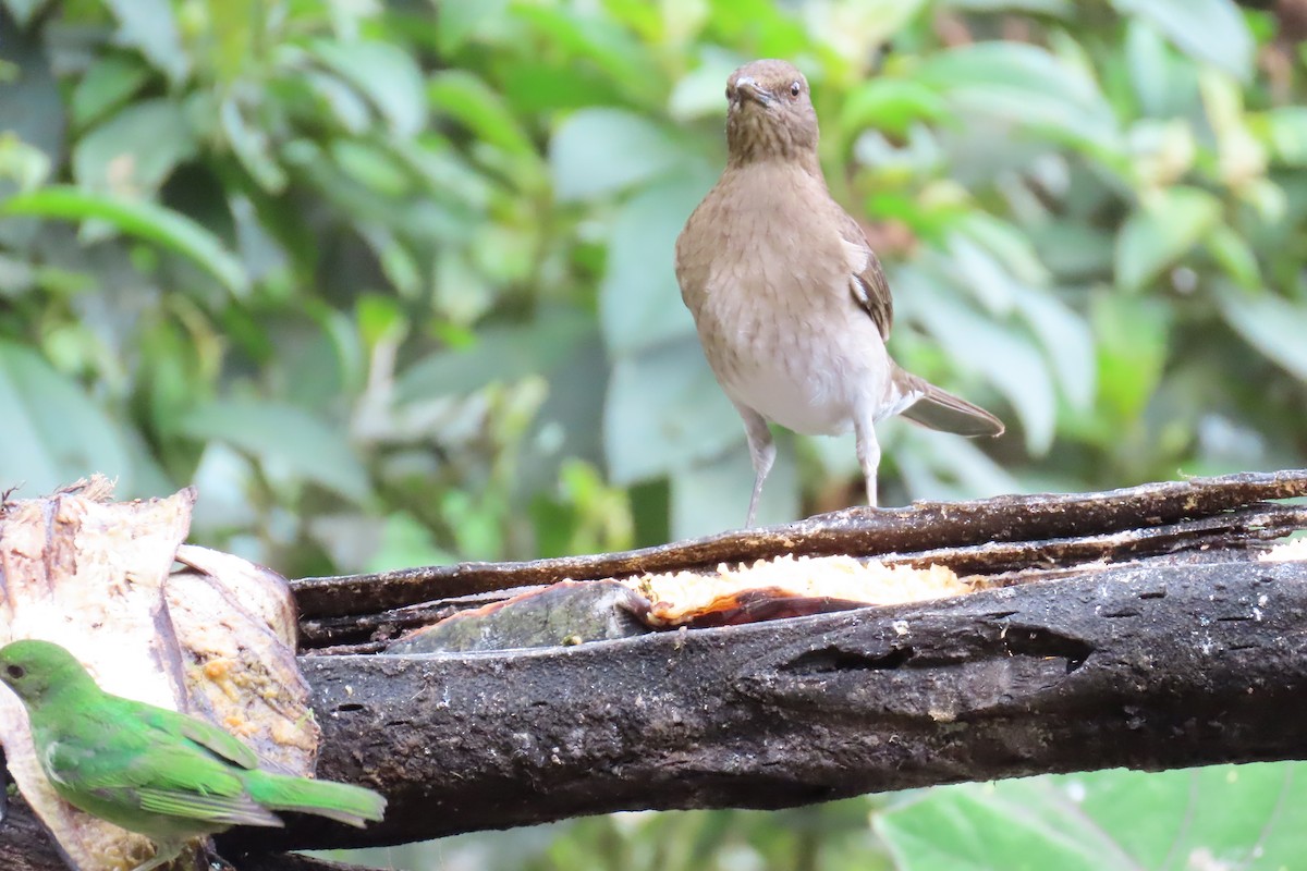 svartnebbtrost - ML646767585