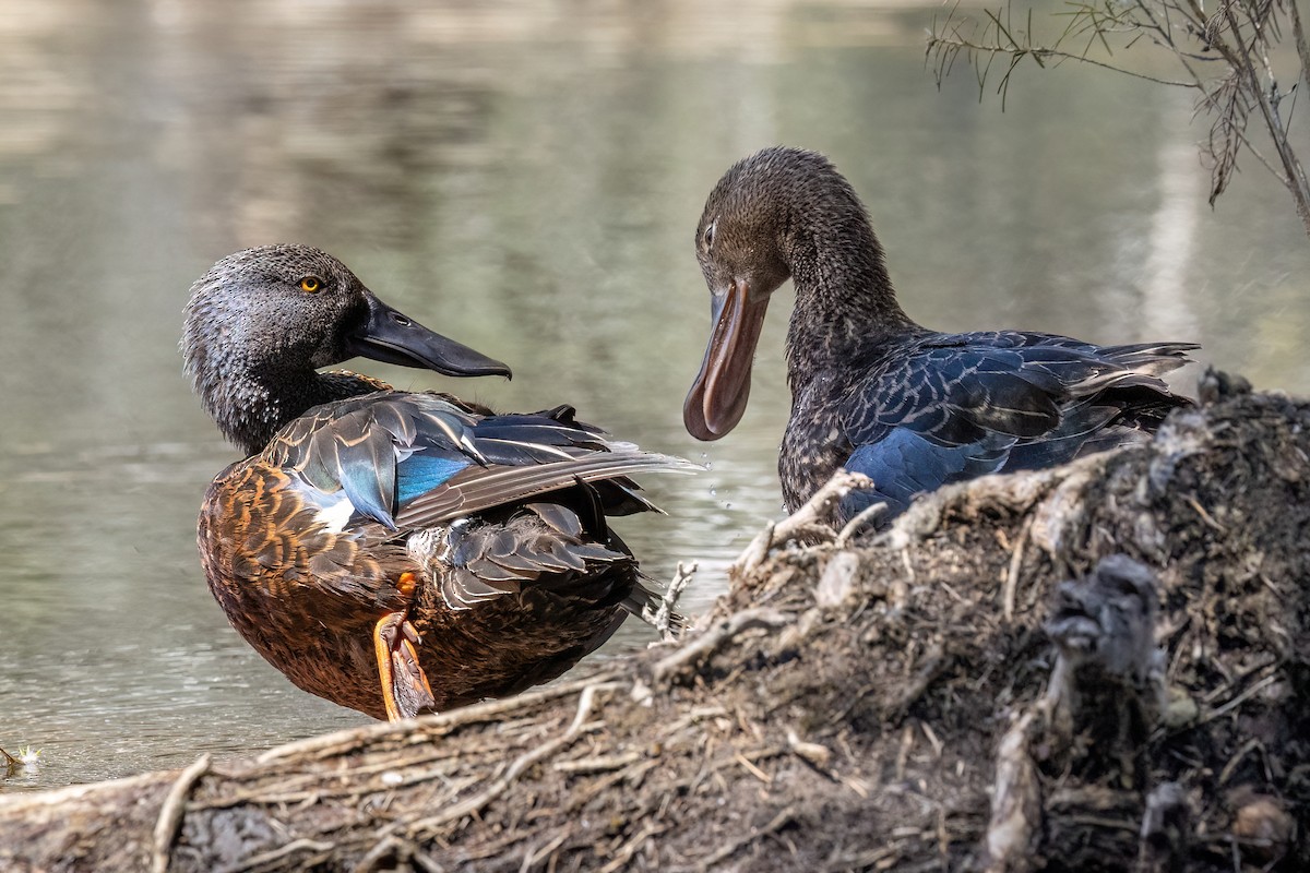 ミカヅキハシビロガモ - ML646767586