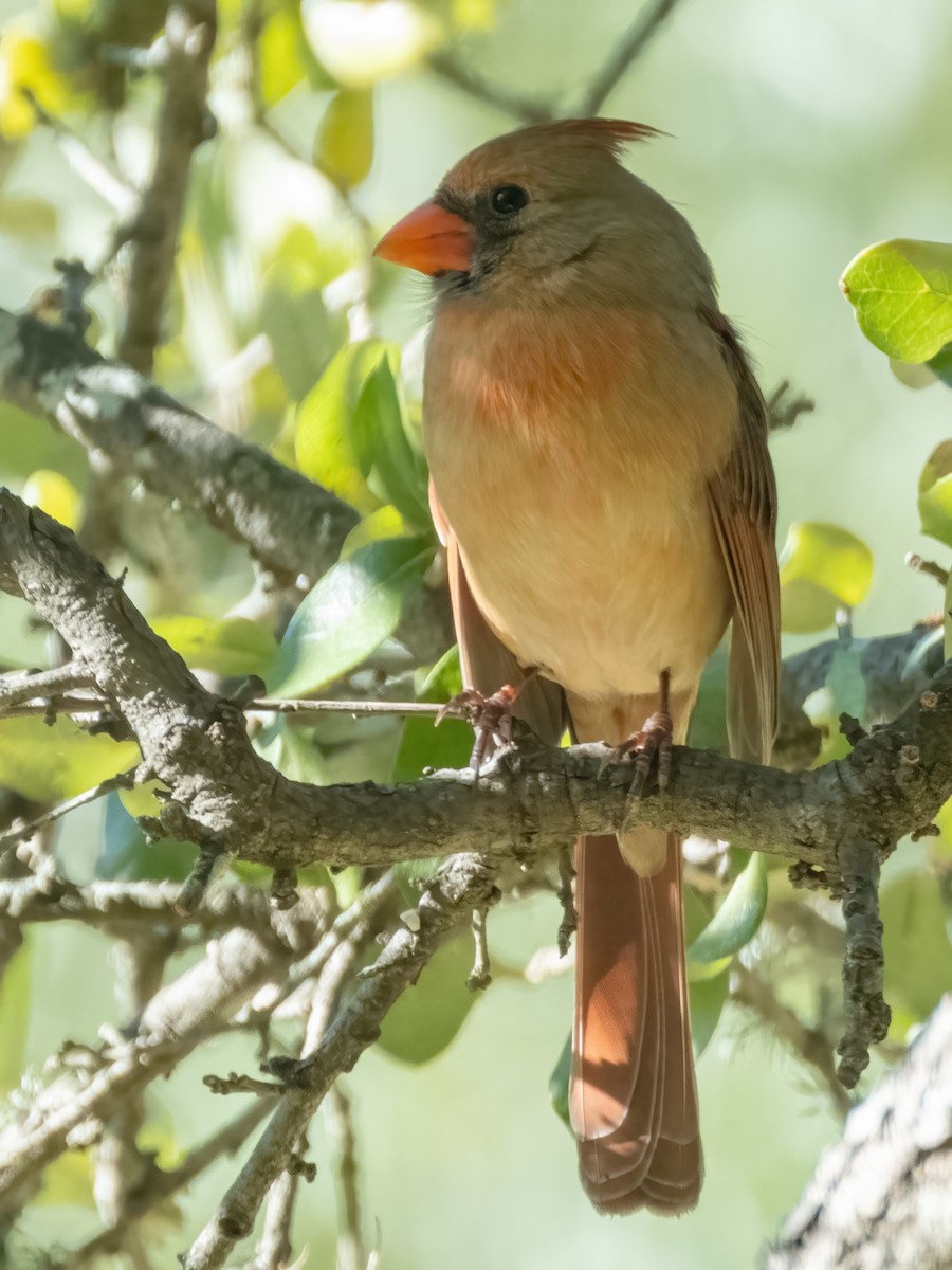 Rotkardinal - ML646767587